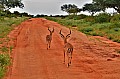 065 Tsavo East NP