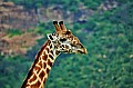 066 Tsavo East NP
