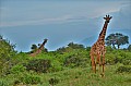 067 Tsavo East NP