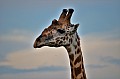 068 Tsavo East NP