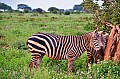 069 Tsavo East NP