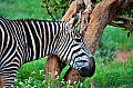 070 Tsavo East NP