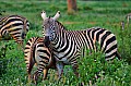 071 Tsavo East NP
