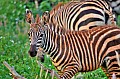 072 Tsavo East NP