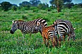 073 Tsavo East NP