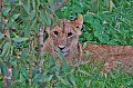 077 Tsavo East NP