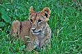 079 Tsavo East NP