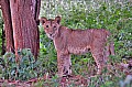 080 Tsavo East NP
