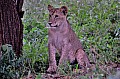 082 Tsavo East NP