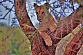 083 Tsavo East NP