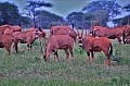 084 Tsavo East NP