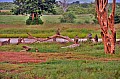 089 Tsavo East NP
