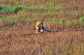091 Tsavo East NP