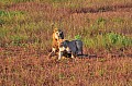 092 Tsavo East NP