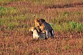 093 Tsavo East NP