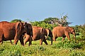 095 Tsavo East NP