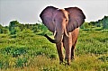096 Tsavo East NP
