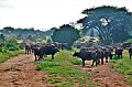 097 Tsavo East NP