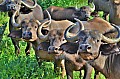 098 Tsavo East NP