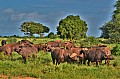 100 Tsavo East NP