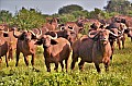 101 Tsavo East NP