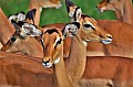 102 Tsavo East NP