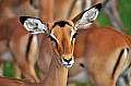 103 Tsavo East NP