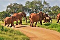 104 Tsavo East NP