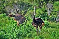 105 Tsavo East NP