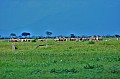 107 Tsavo East NP