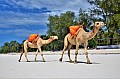 110 Diani