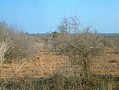 032 Kenya Parco Tsavo