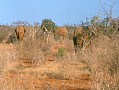 033 Kenya Parco Tsavo