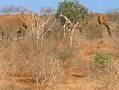 034 Kenya Parco Tsavo