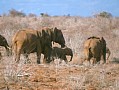035 Kenya Parco Tsavo