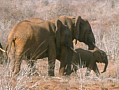 036 Kenya Parco Tsavo