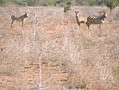 037 Kenya Parco Tsavo