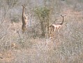 038 Kenya Parco Tsavo