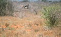 040 Kenya Parco Tsavo