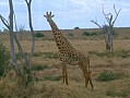 041 Kenya Parco Tsavo