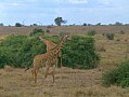 042 Kenya Parco Tsavo