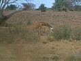 043 Kenya Parco Tsavo