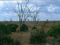 044 Kenya Parco Tsavo