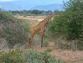 045 Kenya Parco Tsavo