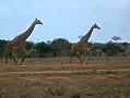 046 Kenya Parco Tsavo