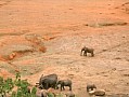 047 Kenya Parco Tsavo