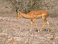 051 Kenya Parco Tsavo