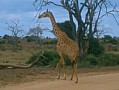 052 Kenya Parco Tsavo