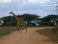 056 Kenya Parco Tsavo