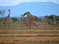 058 Kenya Parco Tsavo